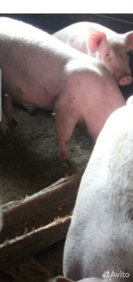 Продам свиней поросят от 50 кг купить на Зозу.ру - фотография № 1
