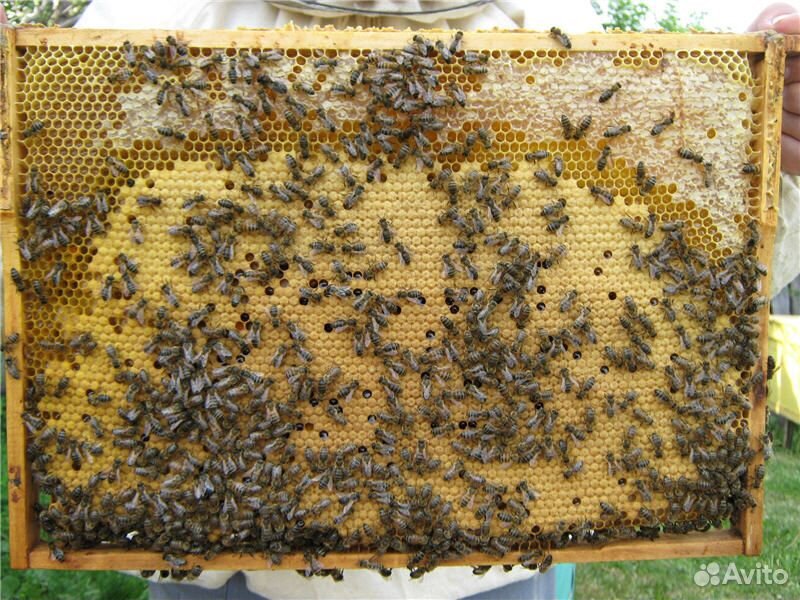 Пчелосемьи на вынос купить на Зозу.ру - фотография № 1