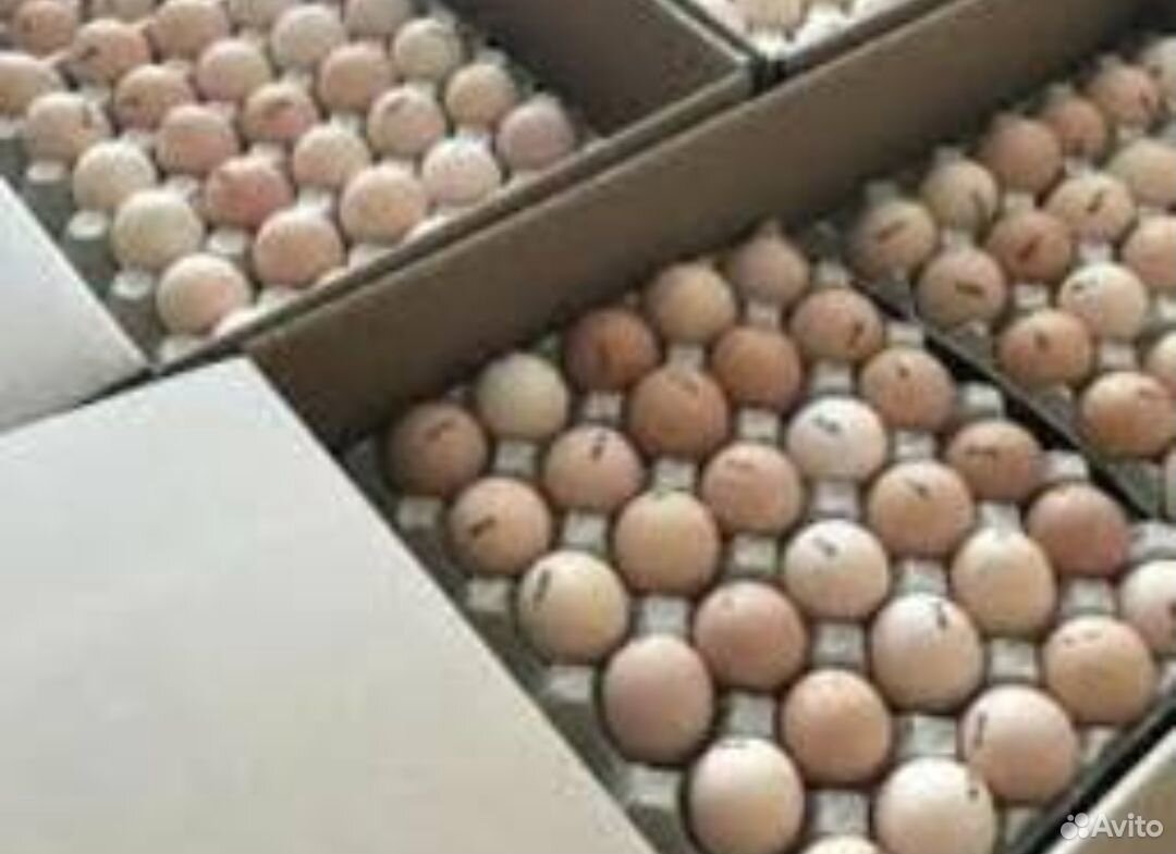 Яйца Кобб 500 (Чехия) в Набережных Челнах купить на Зозу.ру - фотография № 1
