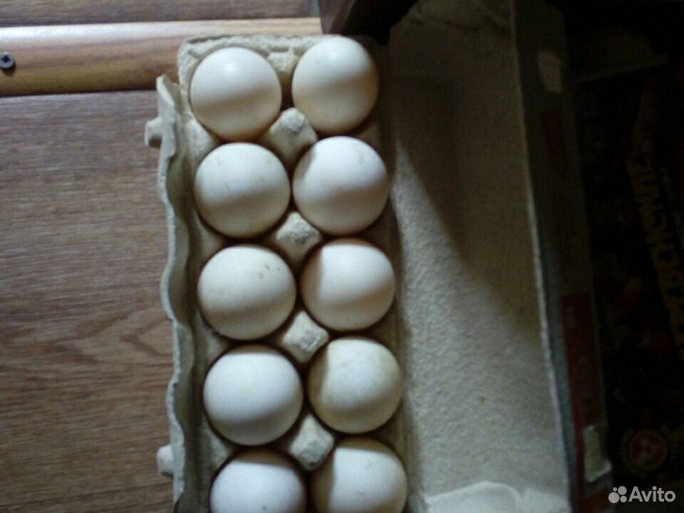 Яйцо инкубационное утки купить на Зозу.ру - фотография № 3