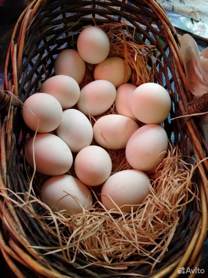 Инкубационные яйца,Голландские Белохохлые купить на Зозу.ру - фотография № 3