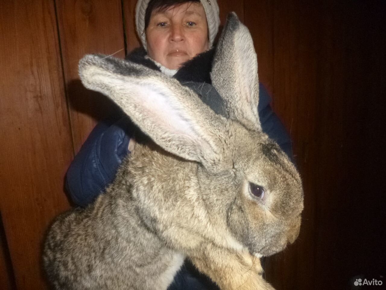 Племенные кролики "Фландер" и "Ризен голд" купить на Зозу.ру - фотография № 7