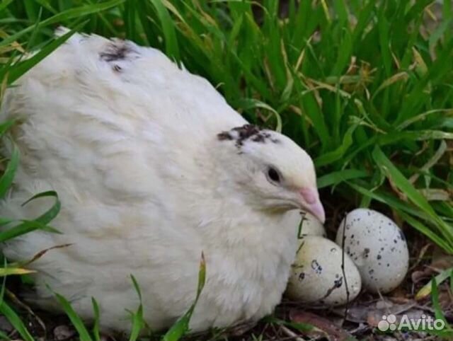 Инкубационное яйцо, перепела на заказ техасский и купить на Зозу.ру - фотография № 2