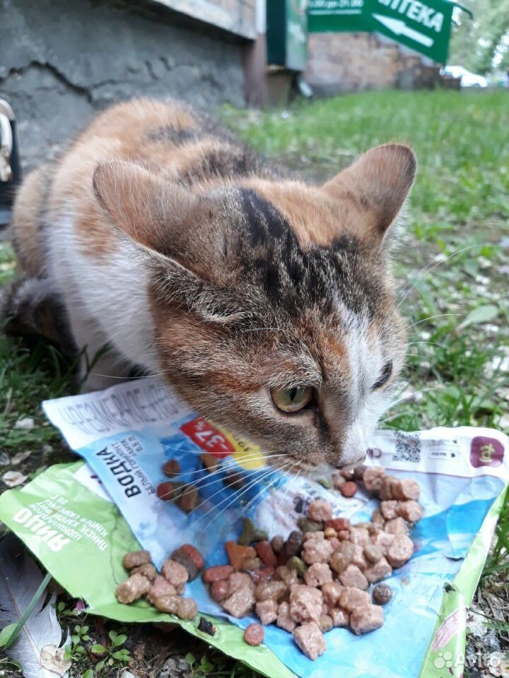 Кошечка красавица купить на Зозу.ру - фотография № 2