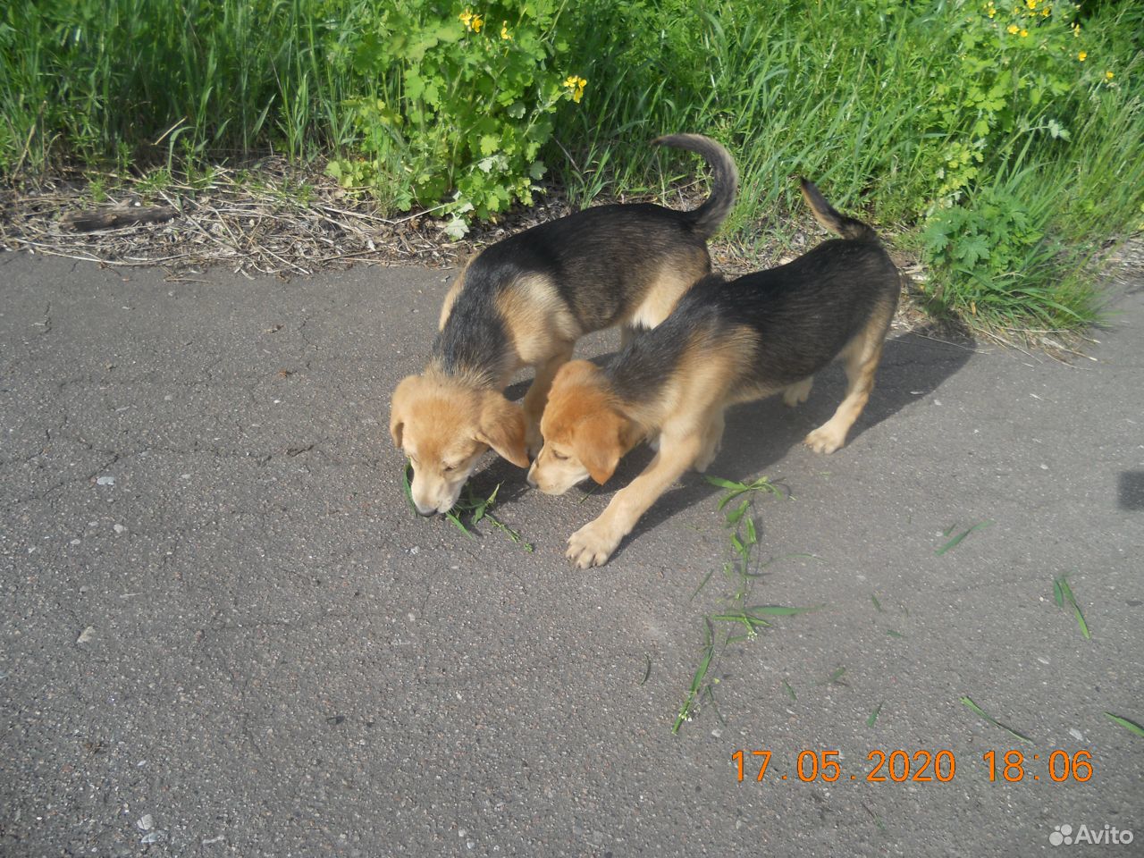 Продаются два охотнчьих щенка мальчик и девочка купить на Зозу.ру - фотография № 2