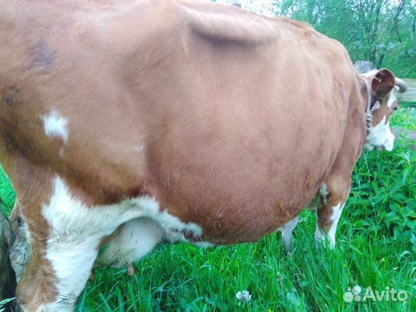 Корова на молоко купить на Зозу.ру - фотография № 2