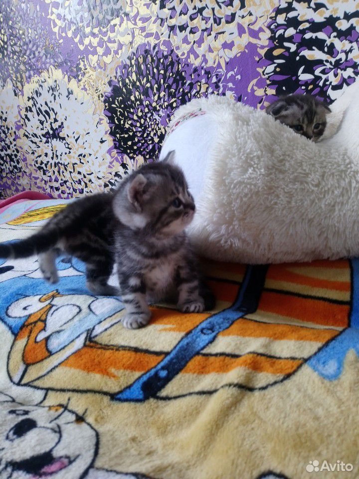 Кошка шатландская вислоухая купить на Зозу.ру - фотография № 1