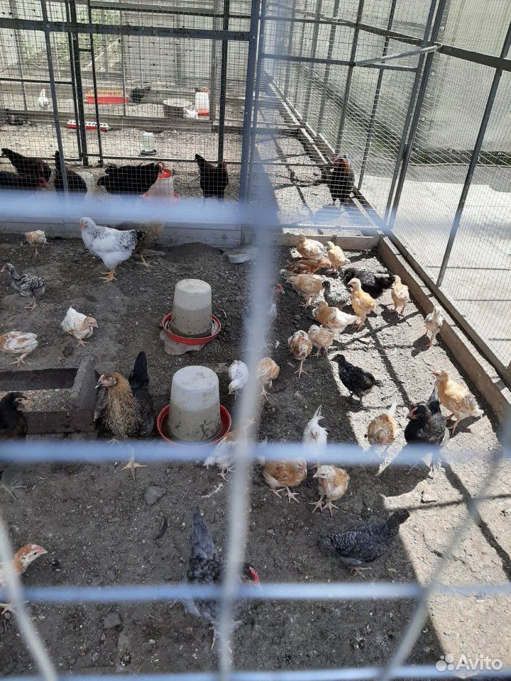 Курочки несушки домашнии и цыплята подрощеные купить на Зозу.ру - фотография № 3