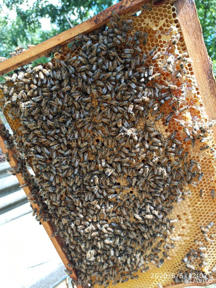 Пчелапакеты карпатка, и плодные матки купить на Зозу.ру - фотография № 1