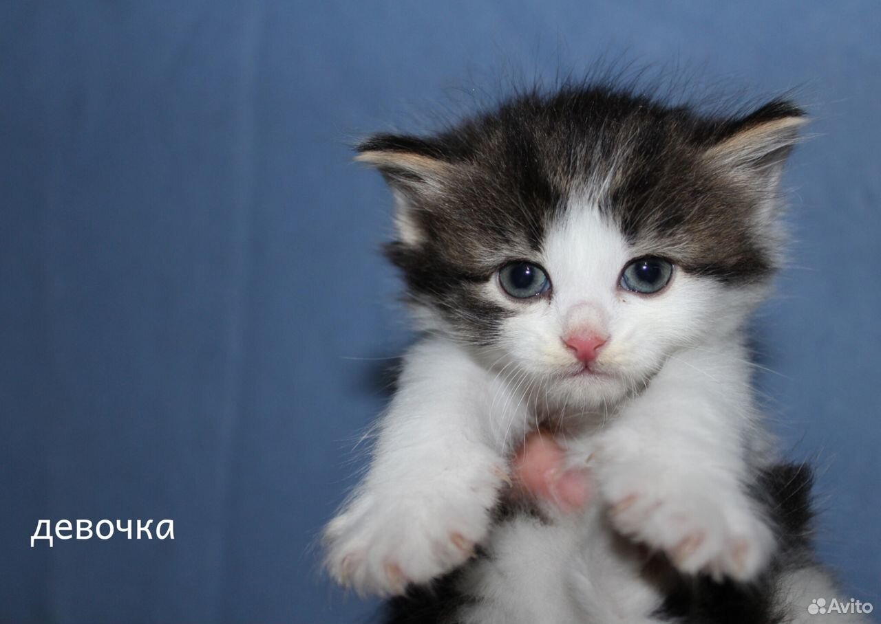 Котята в добрые руки. Котята в дар купить на Зозу.ру - фотография № 2