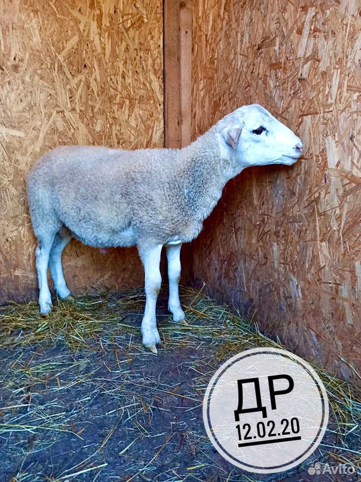 Катумские овцы. Чистопородный баран купить на Зозу.ру - фотография № 1
