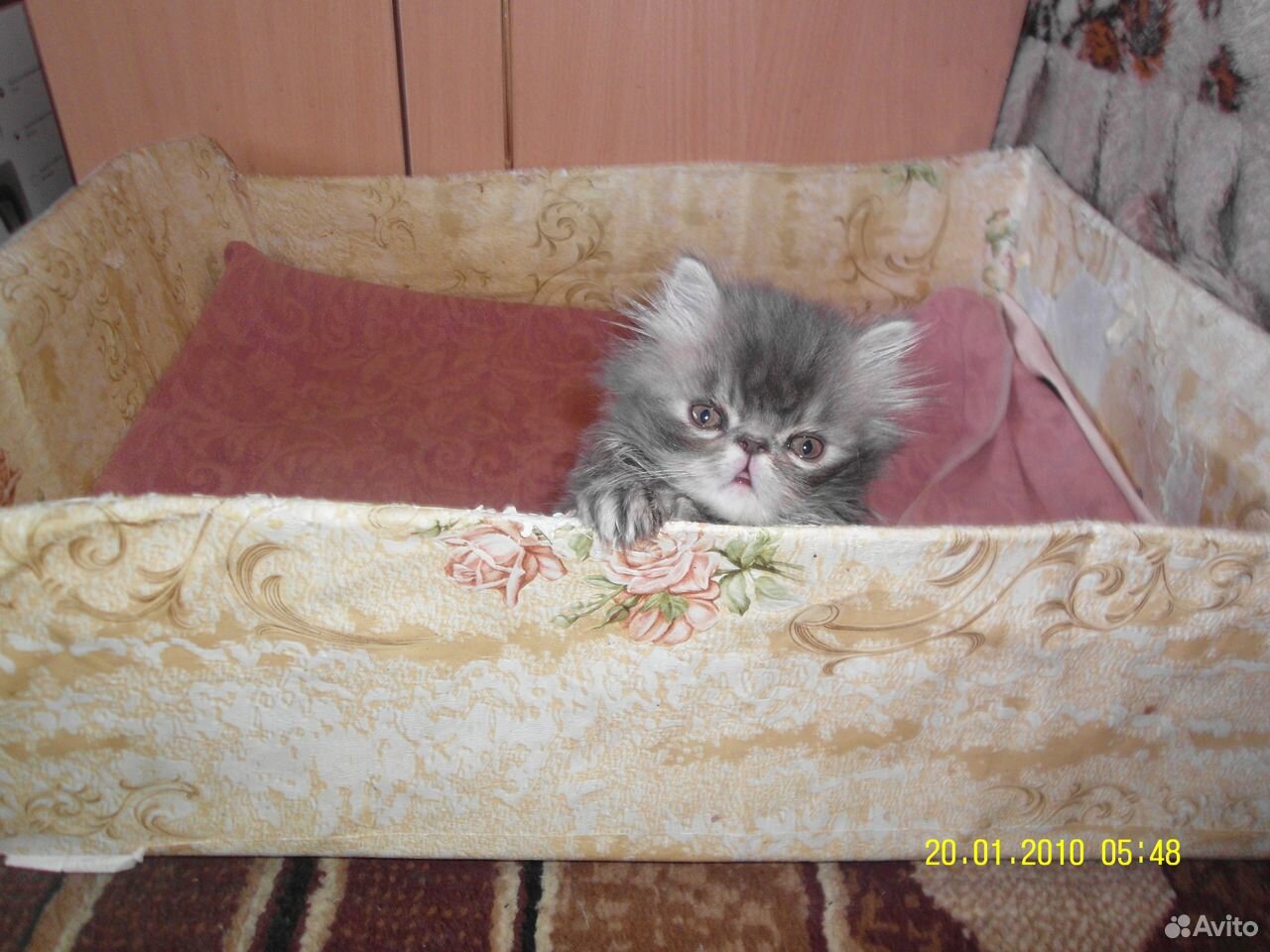 Продам персидских котят купить на Зозу.ру - фотография № 9
