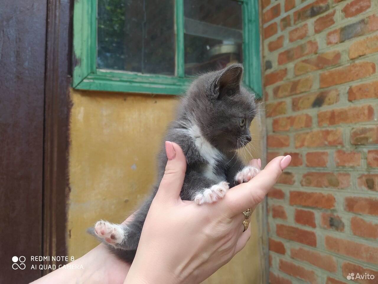 Отдам котят в хорошие руки,к лотку приучены купить на Зозу.ру - фотография № 9