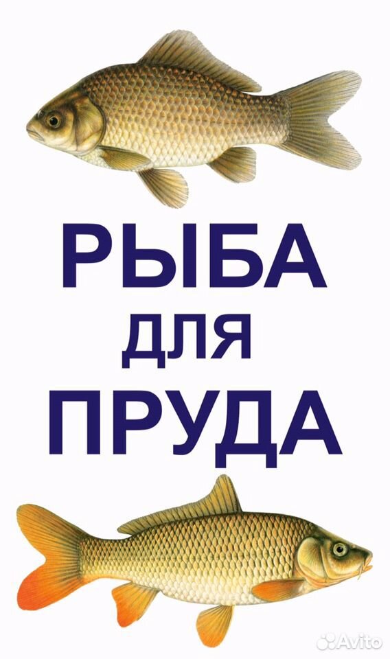 Живая рыба и мальки для пруда в наличии купить на Зозу.ру - фотография № 8