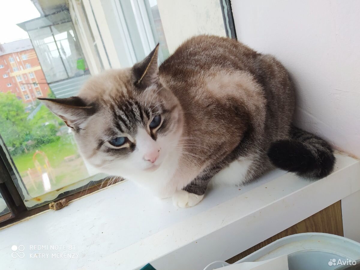 Тайский котик купить на Зозу.ру - фотография № 2