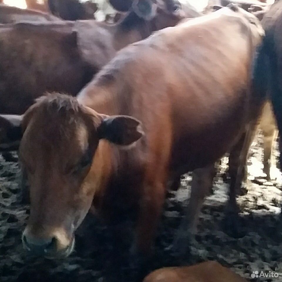 Коровы телки бычок купить на Зозу.ру - фотография № 3