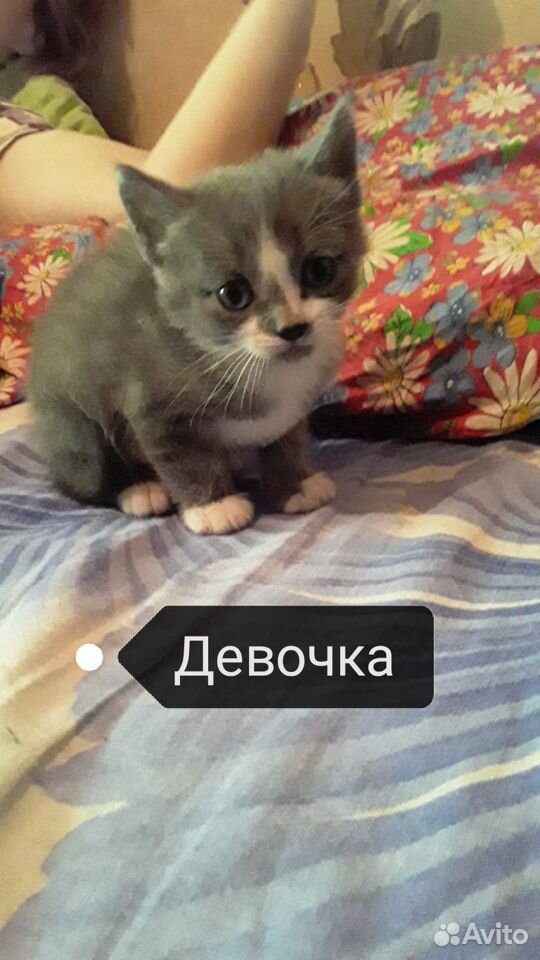 Отдам котят купить на Зозу.ру - фотография № 3
