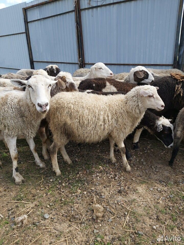 Овцы. баран на племя от катумского барана купить на Зозу.ру - фотография № 3