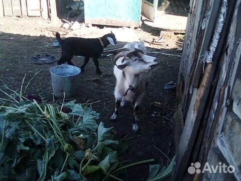Коза с козлятами купить на Зозу.ру - фотография № 4