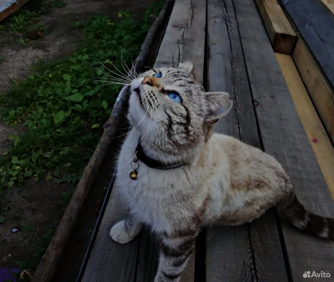 Кот. вязка купить на Зозу.ру - фотография № 1