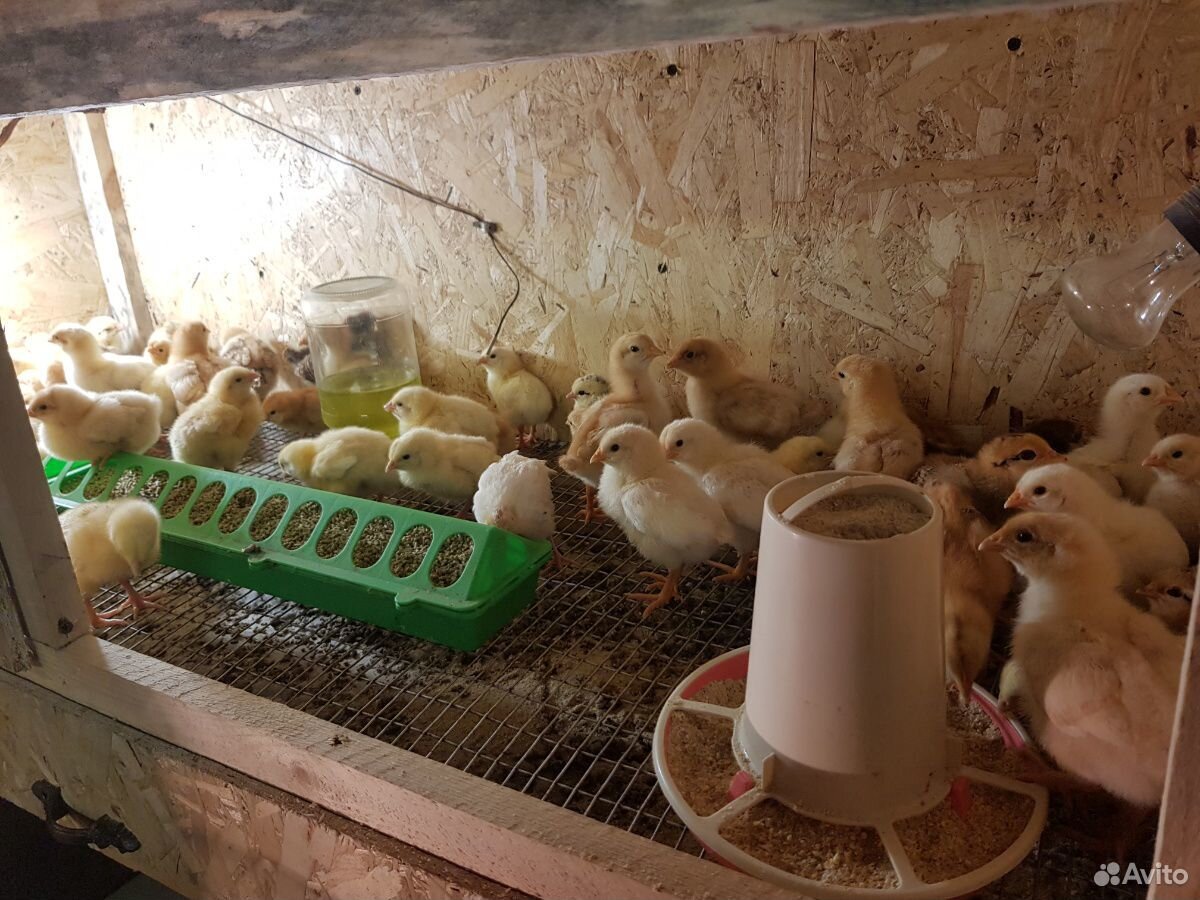 Продам цыплят от домашних несушек купить на Зозу.ру - фотография № 1