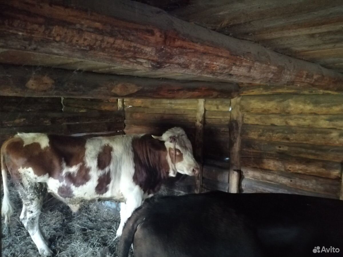 Быки коровы купить на Зозу.ру - фотография № 4