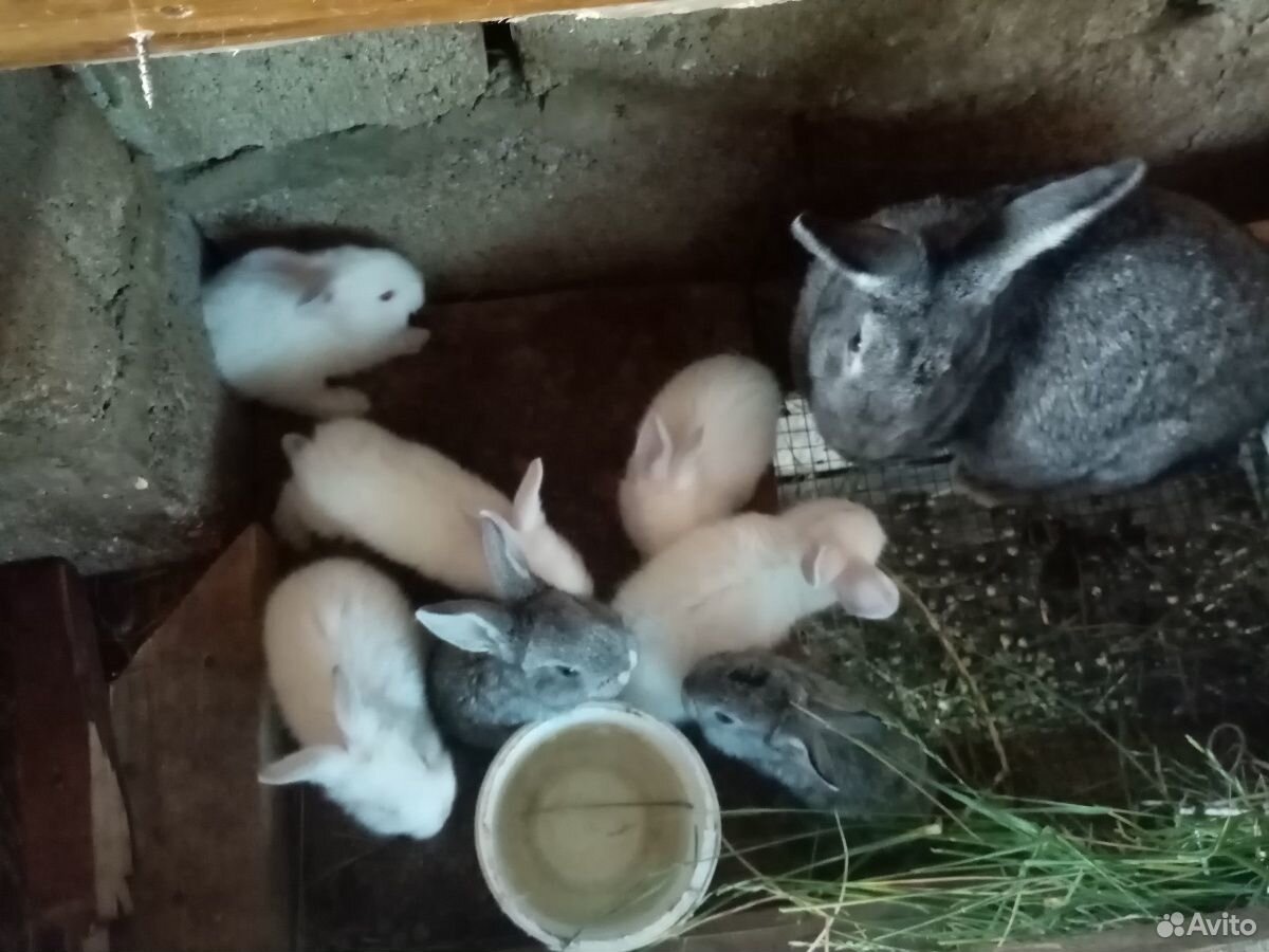 Кролики крольчата купить на Зозу.ру - фотография № 4
