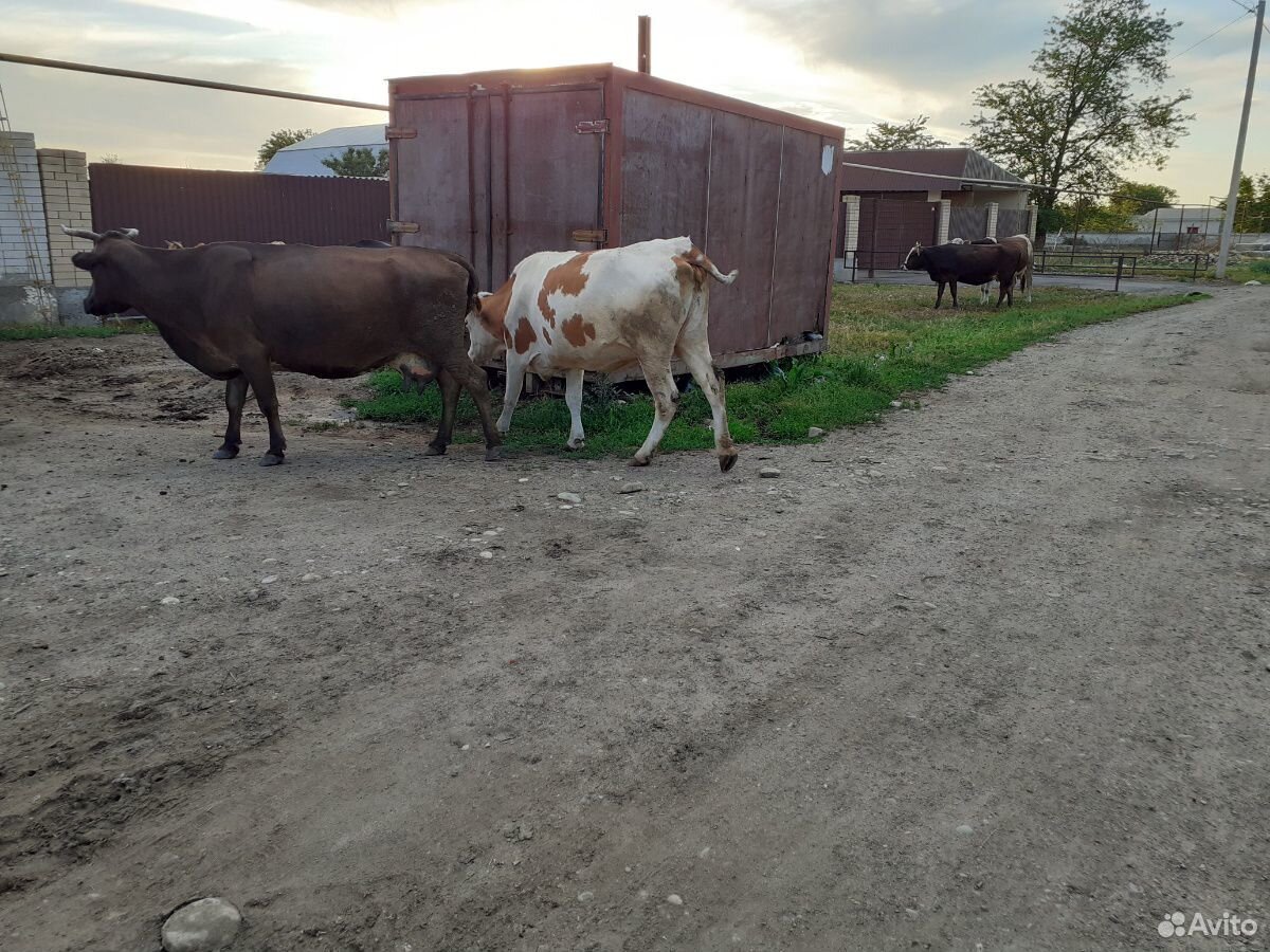 Корова яловая купить на Зозу.ру - фотография № 2