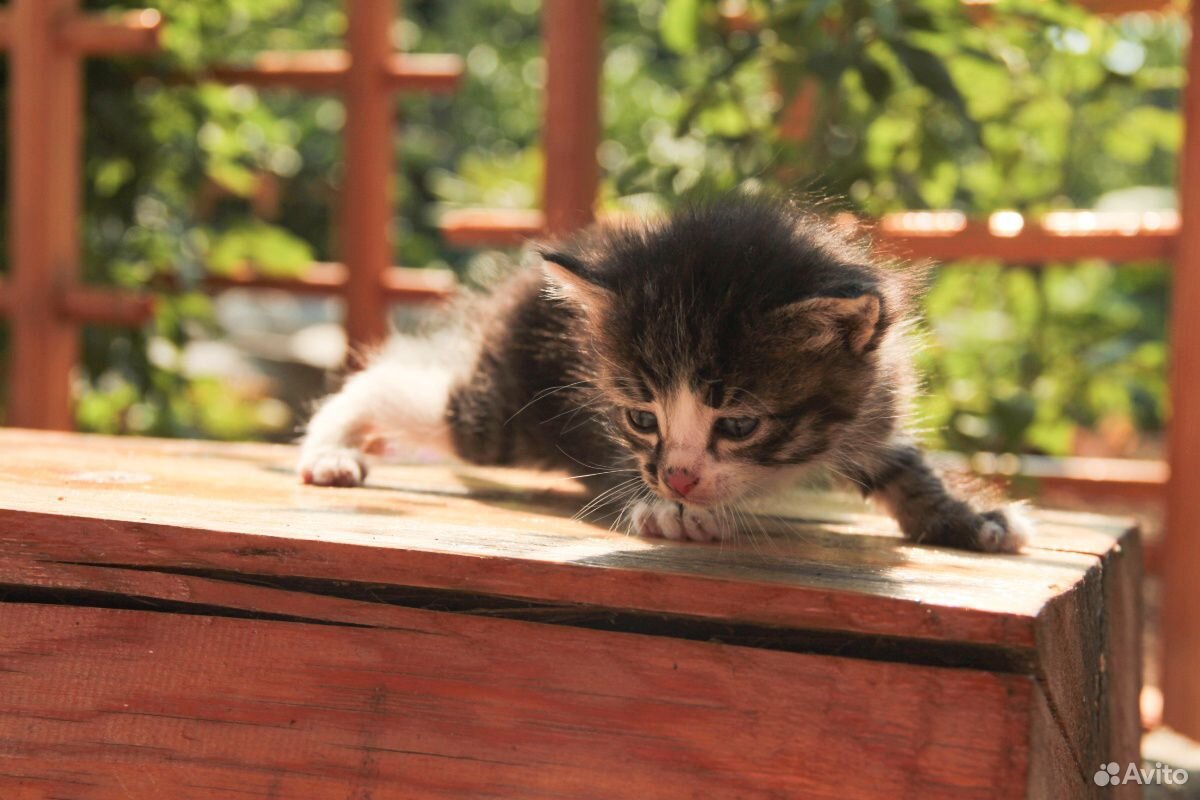 Маленькие котята купить на Зозу.ру - фотография № 1