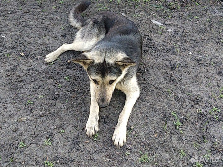Собака евро овчарка купить на Зозу.ру - фотография № 1