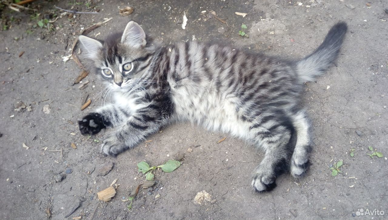 Котенок от кошки-мышеловки купить на Зозу.ру - фотография № 1