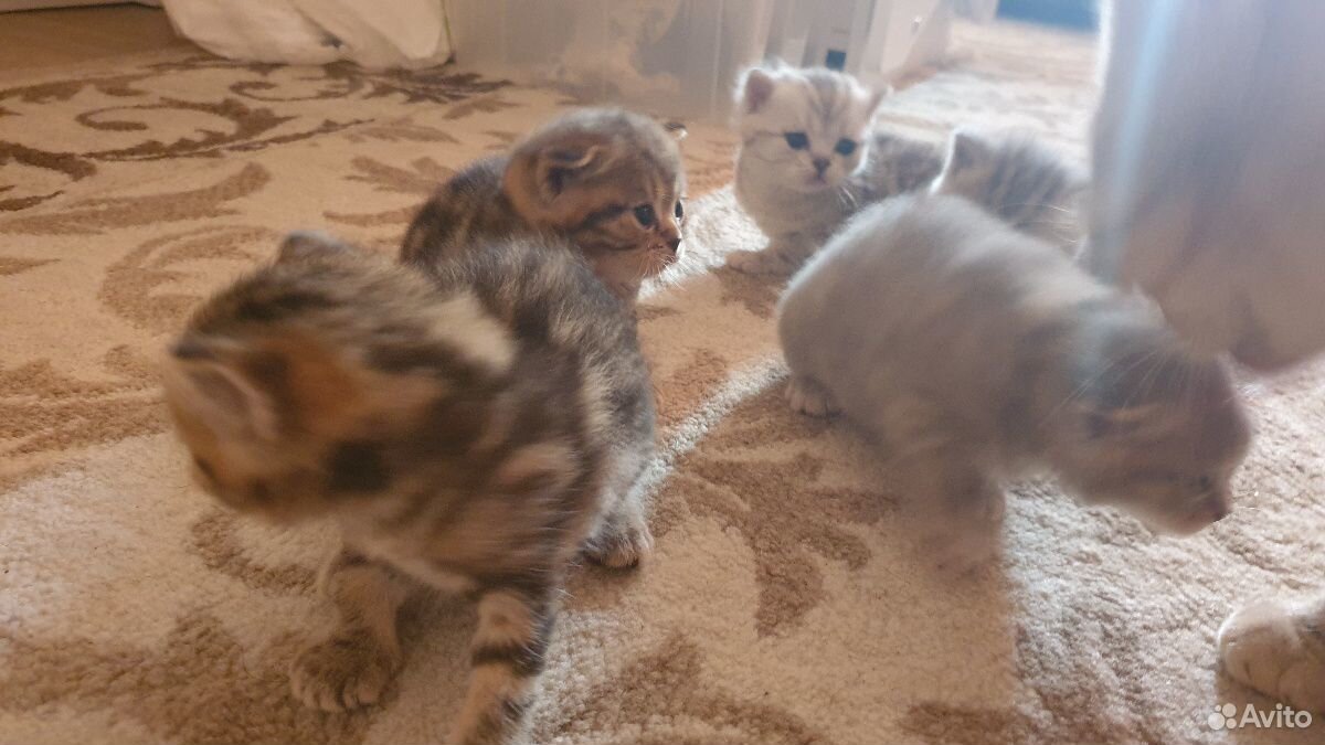 Шотландские мраморные котята купить на Зозу.ру - фотография № 2