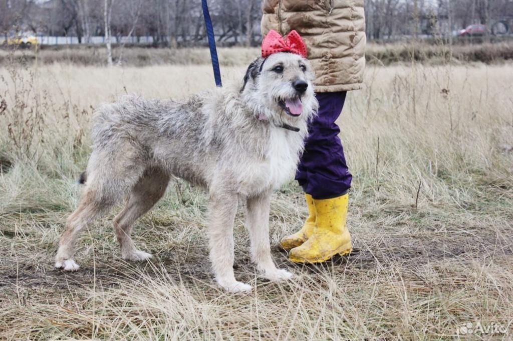 Добрая собака Тиша ждет своего хозяина купить на Зозу.ру - фотография № 1