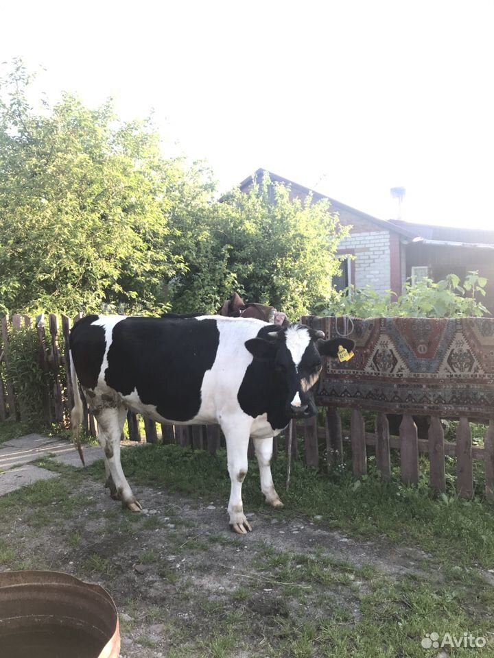 Корова 3 года и Телка 1,5года купить на Зозу.ру - фотография № 3