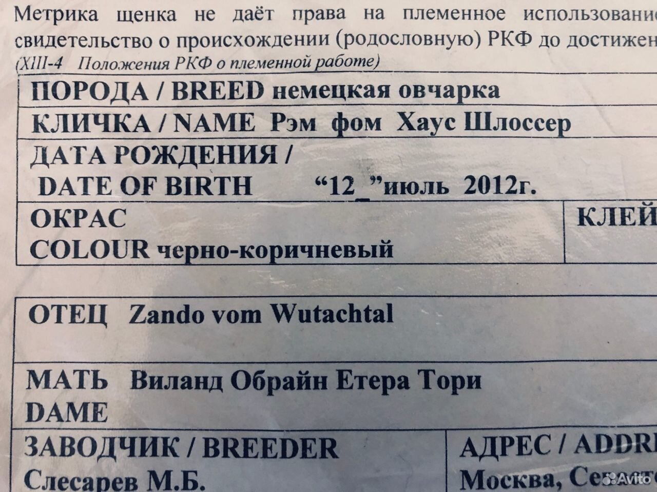 Овчарка с родословной ищет самку для вязки купить на Зозу.ру - фотография № 3