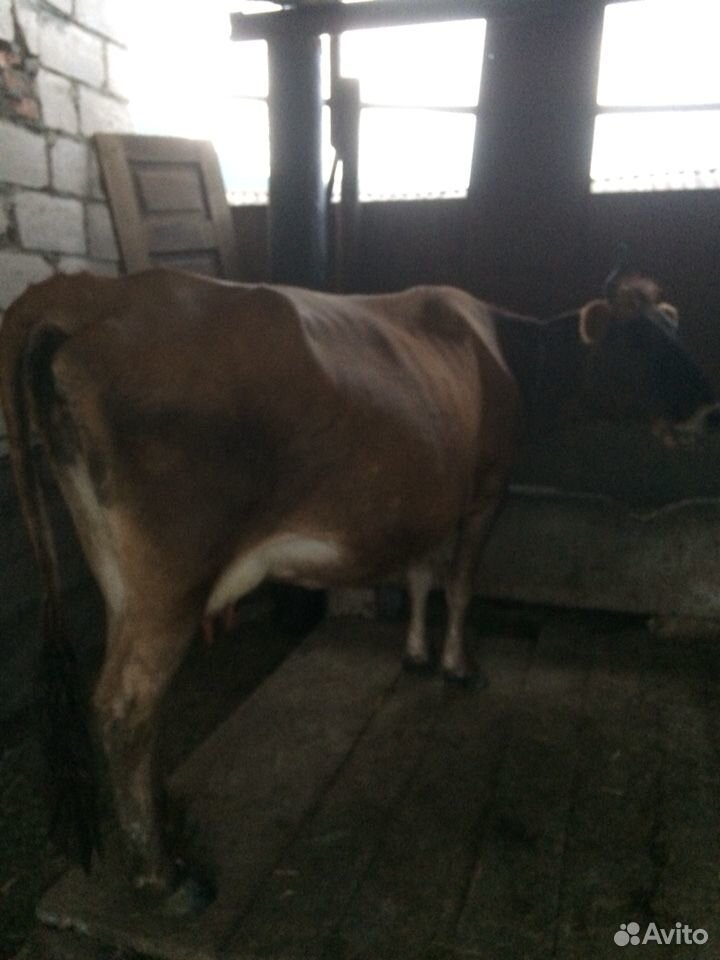 Продаётся дойная корова с трёх месячным телёнком купить на Зозу.ру - фотография № 2