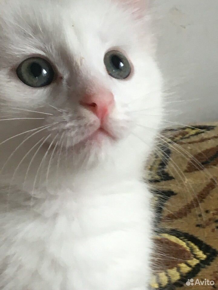 Беленький котик купить на Зозу.ру - фотография № 3