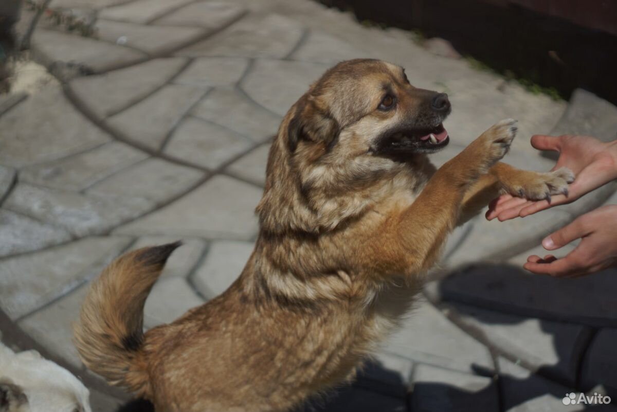 Маленькая собачка Джесси купить на Зозу.ру - фотография № 1