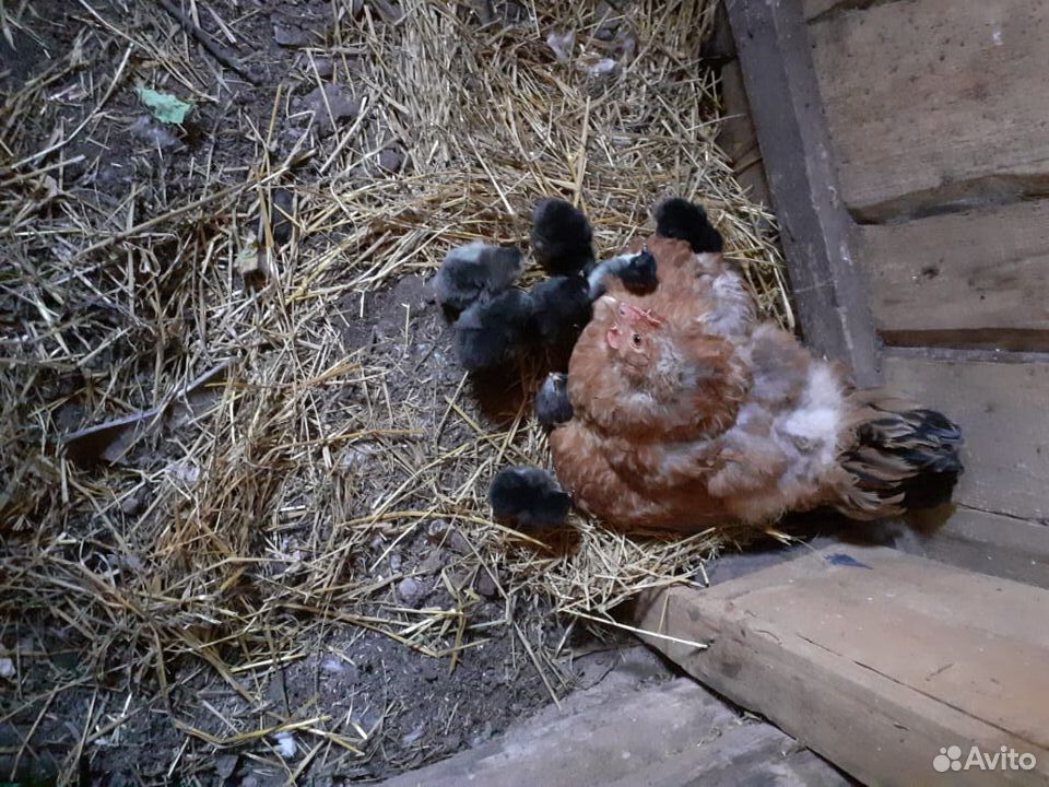 Куры с цыплятами купить на Зозу.ру - фотография № 3