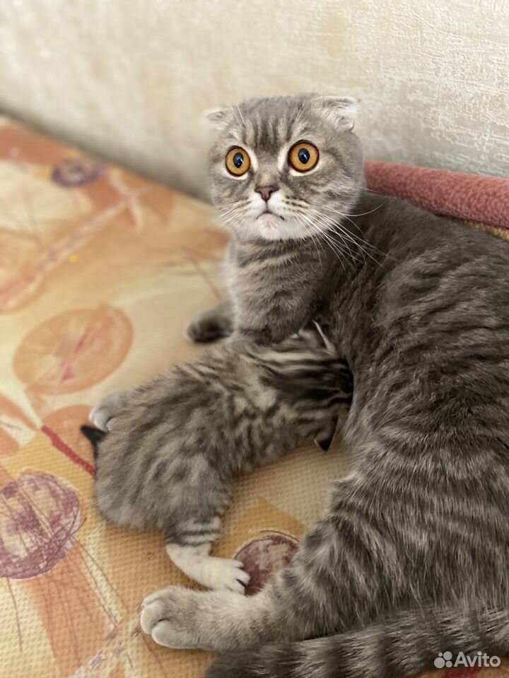 Вислоухие котята купить на Зозу.ру - фотография № 5