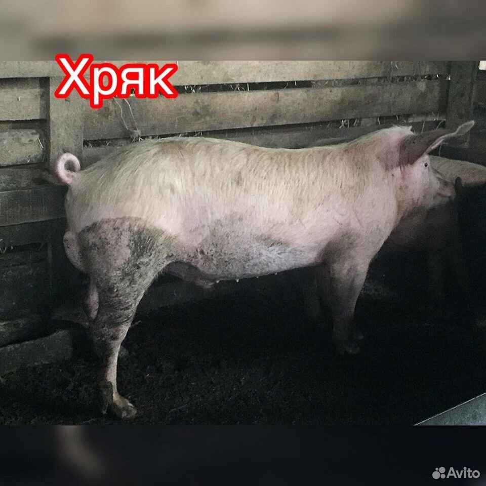 Свини купить на Зозу.ру - фотография № 2