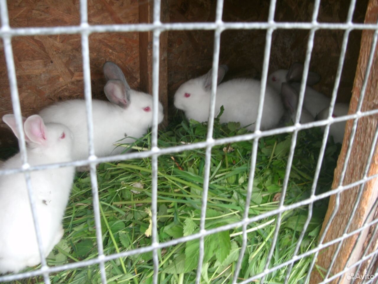 Кролики калифорнийские купить на Зозу.ру - фотография № 1