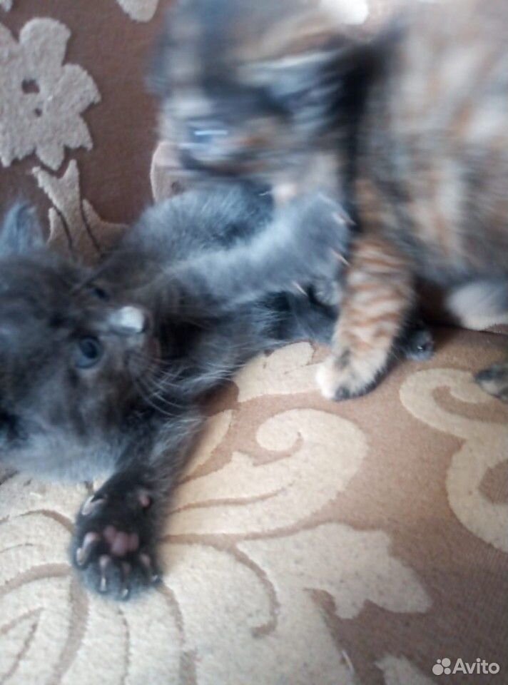 Милые котята, отдам в хорошие руки купить на Зозу.ру - фотография № 7