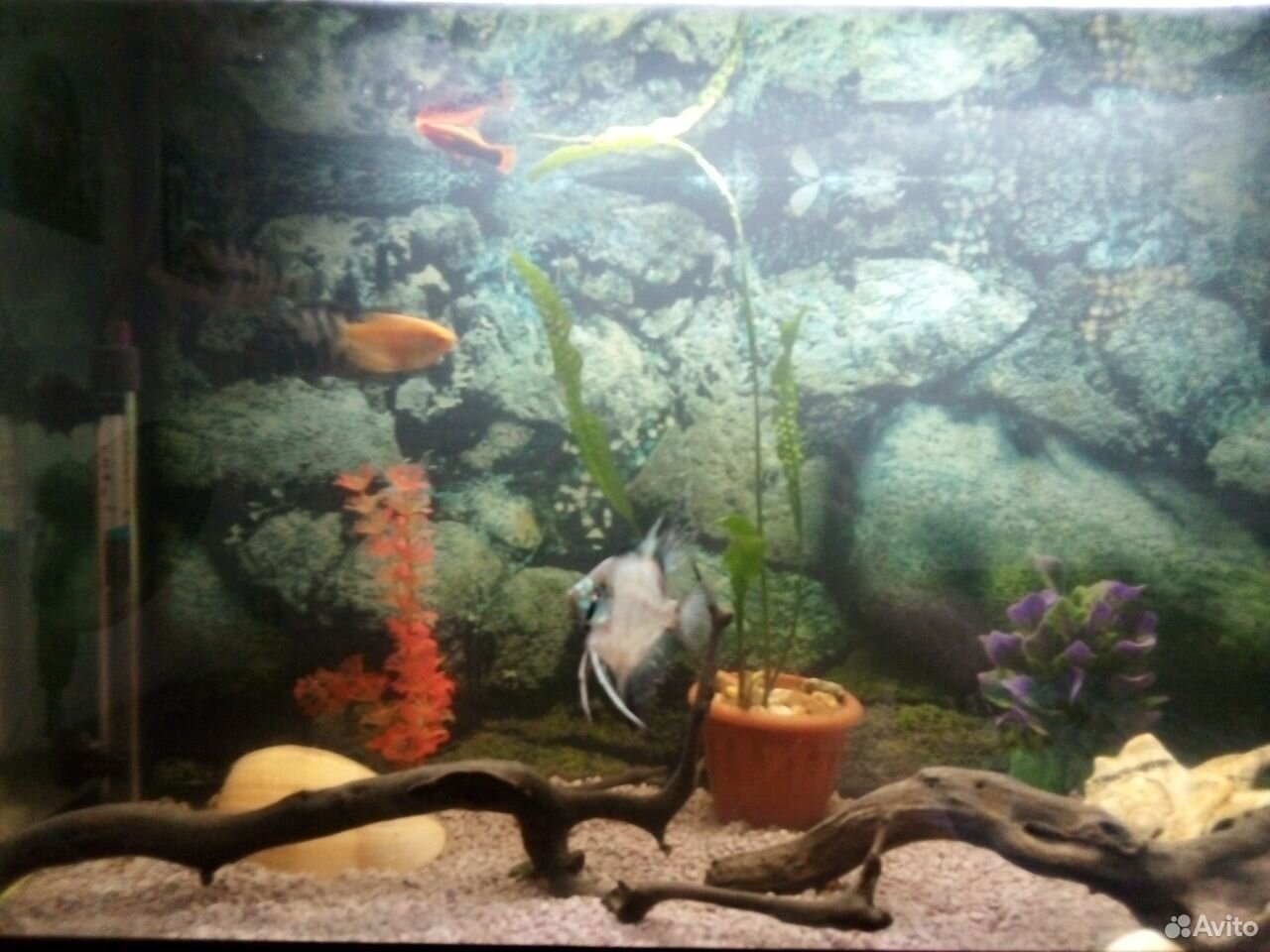 Продам аквариум с рыбой купить на Зозу.ру - фотография № 2