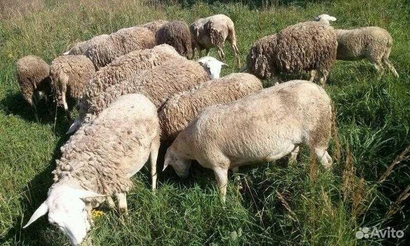 Овцы породы доро на племя купить на Зозу.ру - фотография № 2