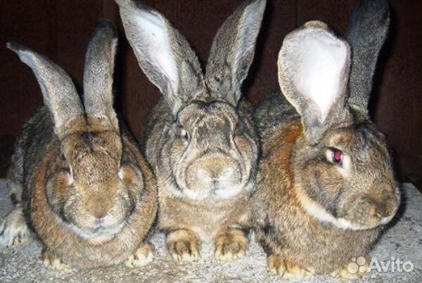 Беременные крольчихи и кролики от 2х месяцев купить на Зозу.ру - фотография № 1