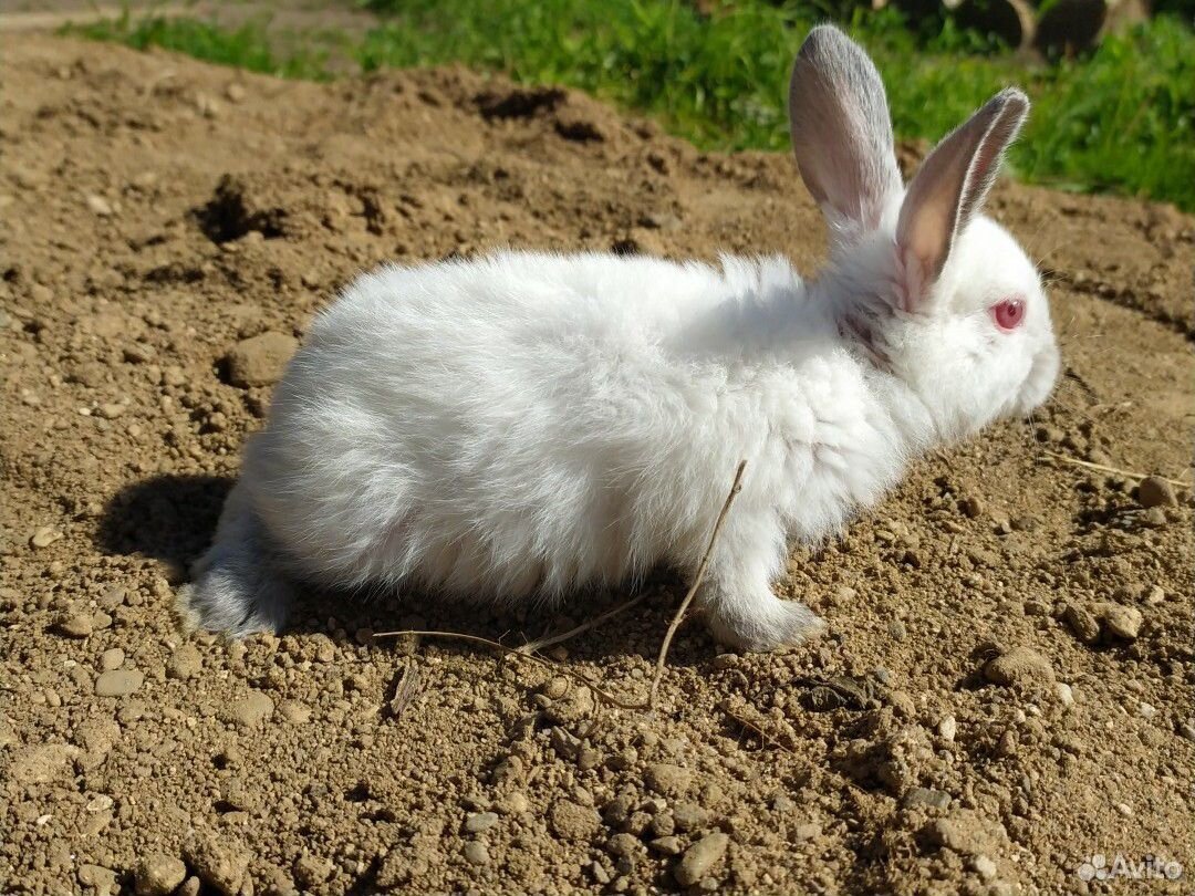 Калифорнийский кролик купить на Зозу.ру - фотография № 1