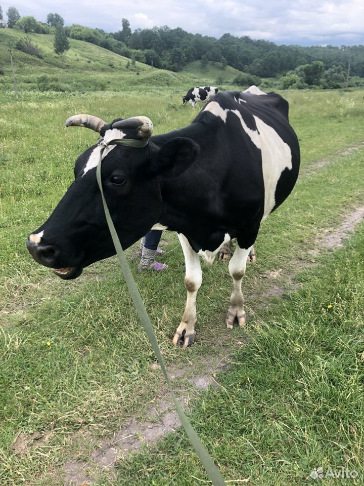 Корова голландская порода купить на Зозу.ру - фотография № 3
