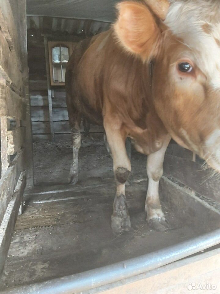 Домашние быки на мясо купить на Зозу.ру - фотография № 2