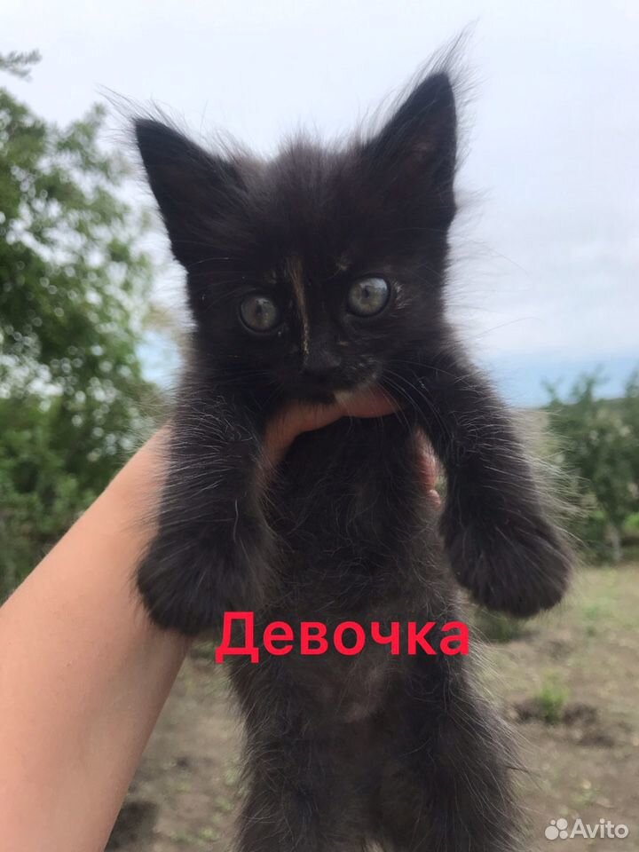 Хорошие котята в добрые руки купить на Зозу.ру - фотография № 5